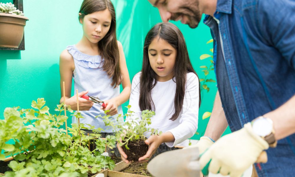 Building Respect For The Environment Little girl planting oregano with guidance of father in garden