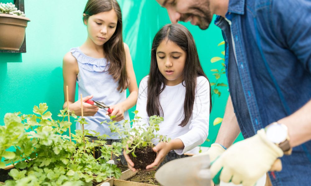 Little girl planting oregano with guidance of father in garden